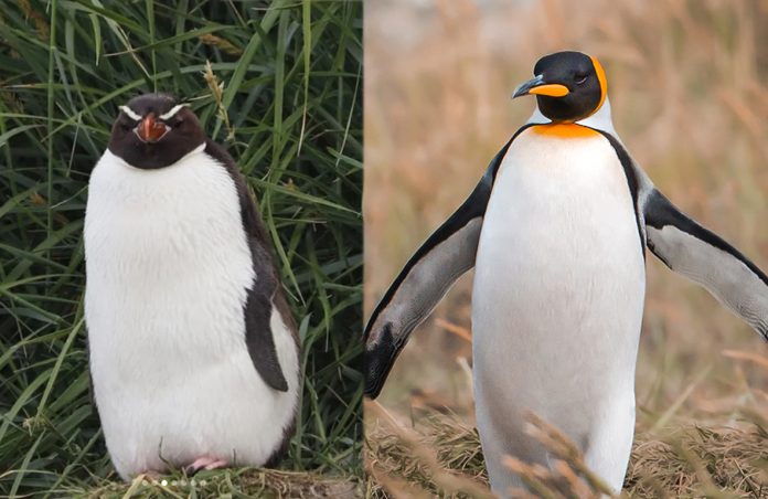 A la derecha un pingüino de las Snares especie endémica de Nueva Zelanda; a la derecha un pingüinos rey.